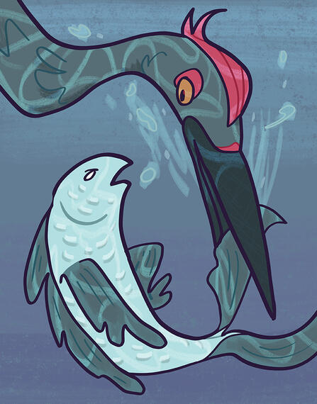 Fish Reflections